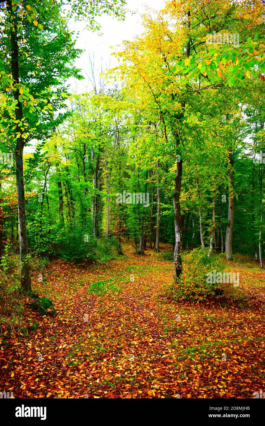 Bosque de otoño en el valle de Elz Foto de stock