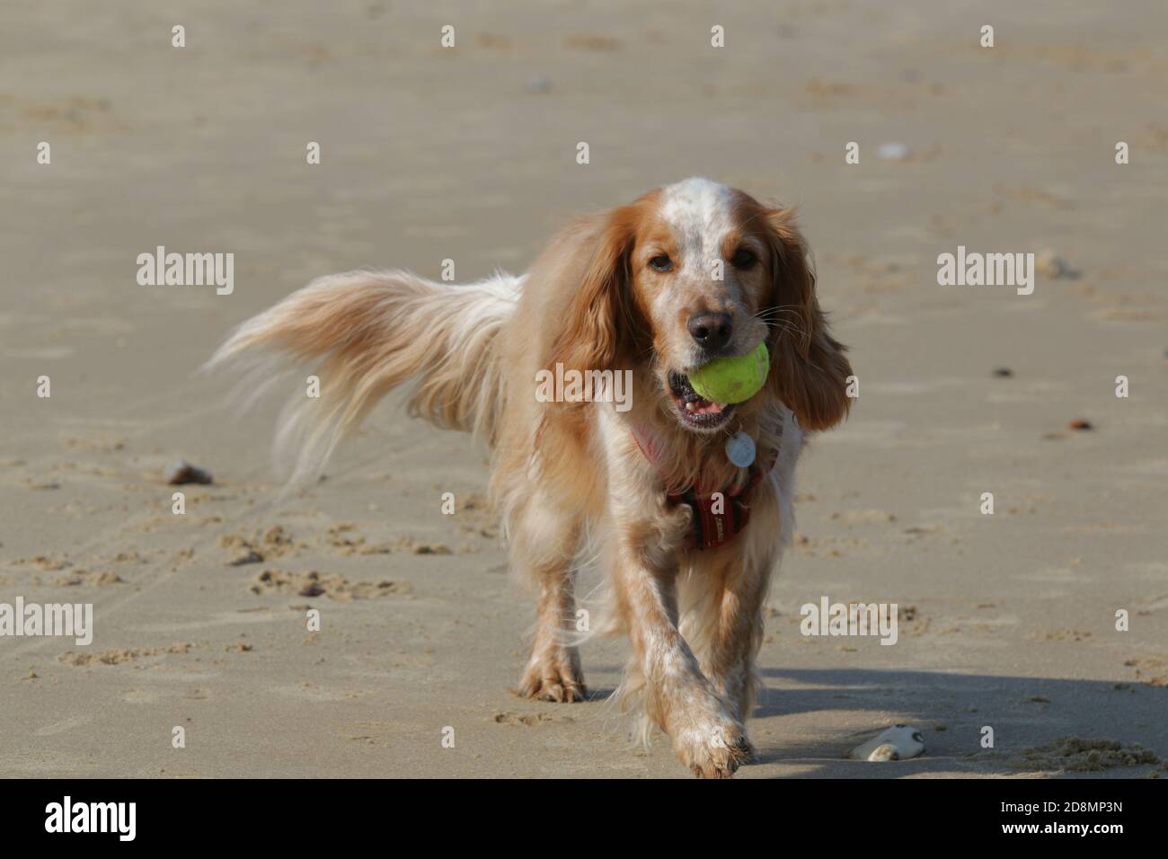 Trabajo de cocker spaniel en una playa con una pelota Foto de stock