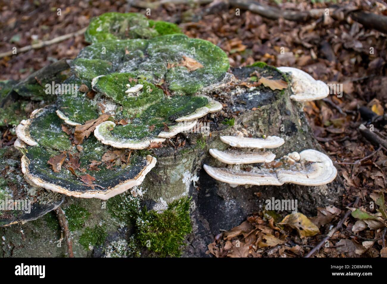 setas blancas leñosas, hongos que salen de un tronco de árbol en el