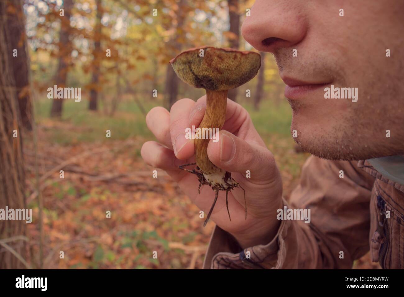 El hombre oliendo un hongo llamado Boletus badius Foto de stock