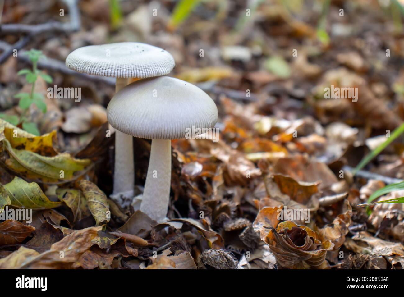 Setas blancas de cerca que salen entre las hojas, musgos y ramas en las