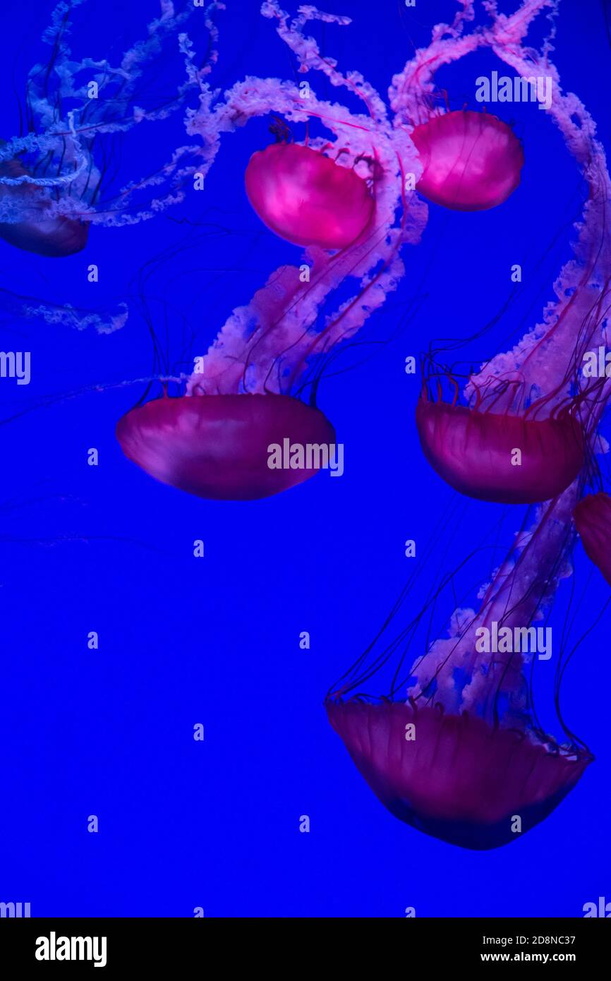 Medusas rojas enormes sobre fondo azul Foto de stock
