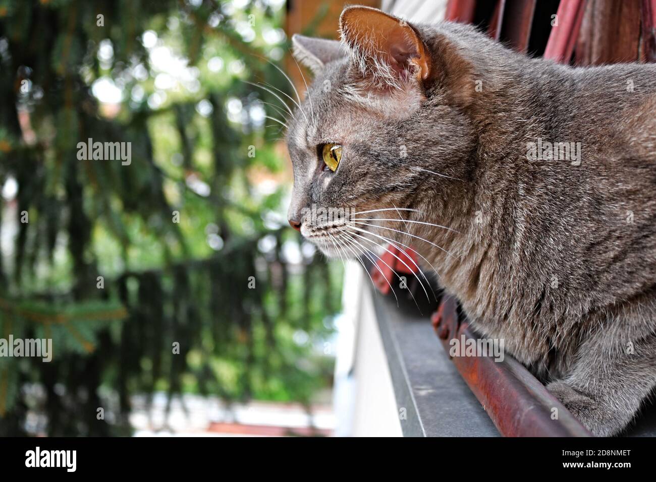 Gato gris mirando por la ventana Foto de stock