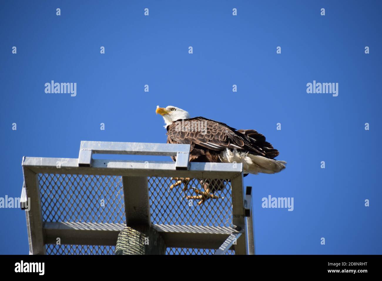 águila calva pájaro fotos gratis fotografías e imágenes de alta resolución  - Alamy