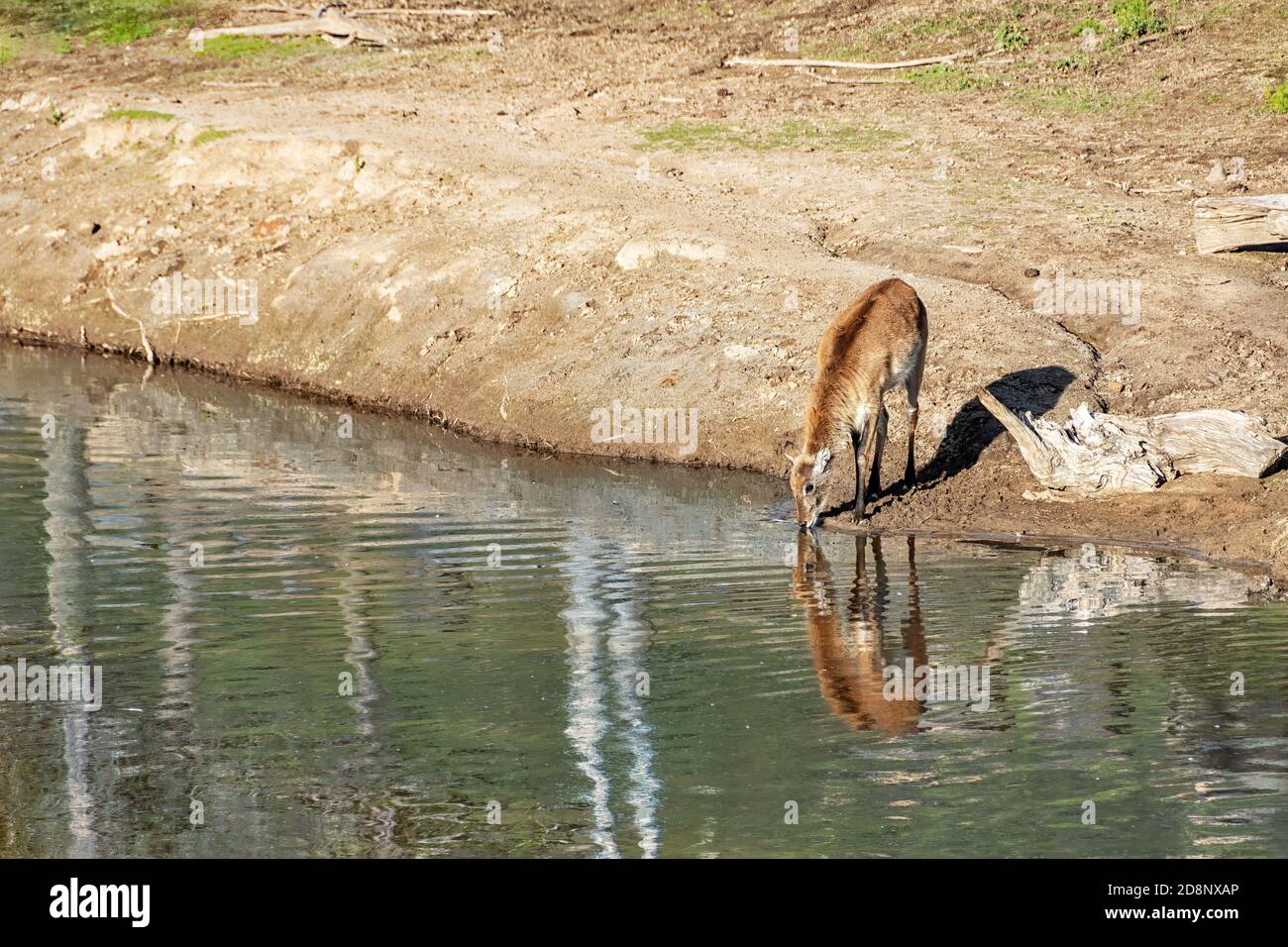 Un ciervo bebiendo agua de un lago. Foto de stock