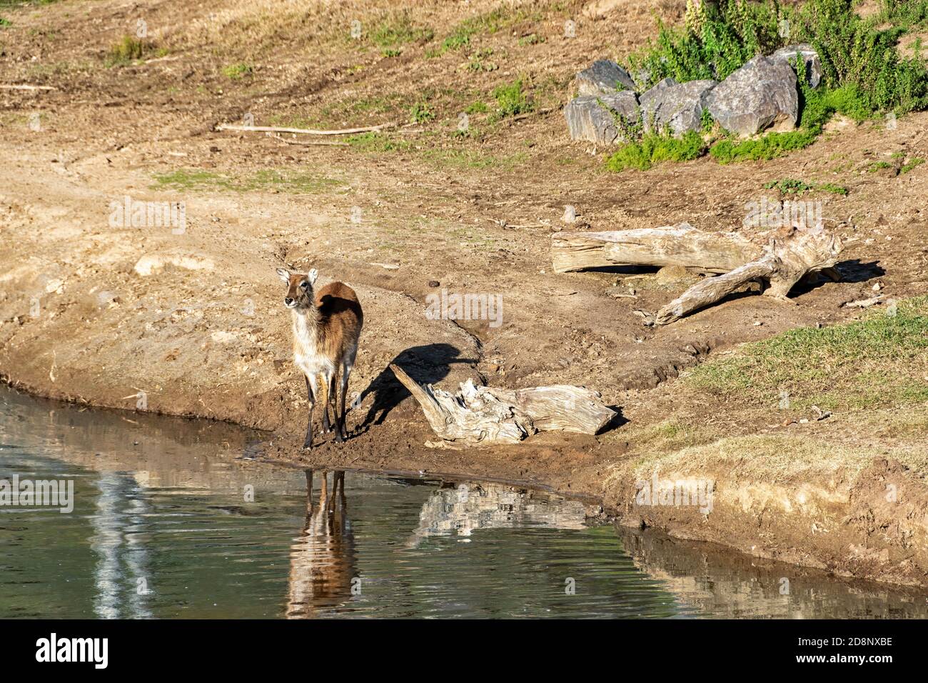 Un ciervo parado en el borde de un lago. Foto de stock