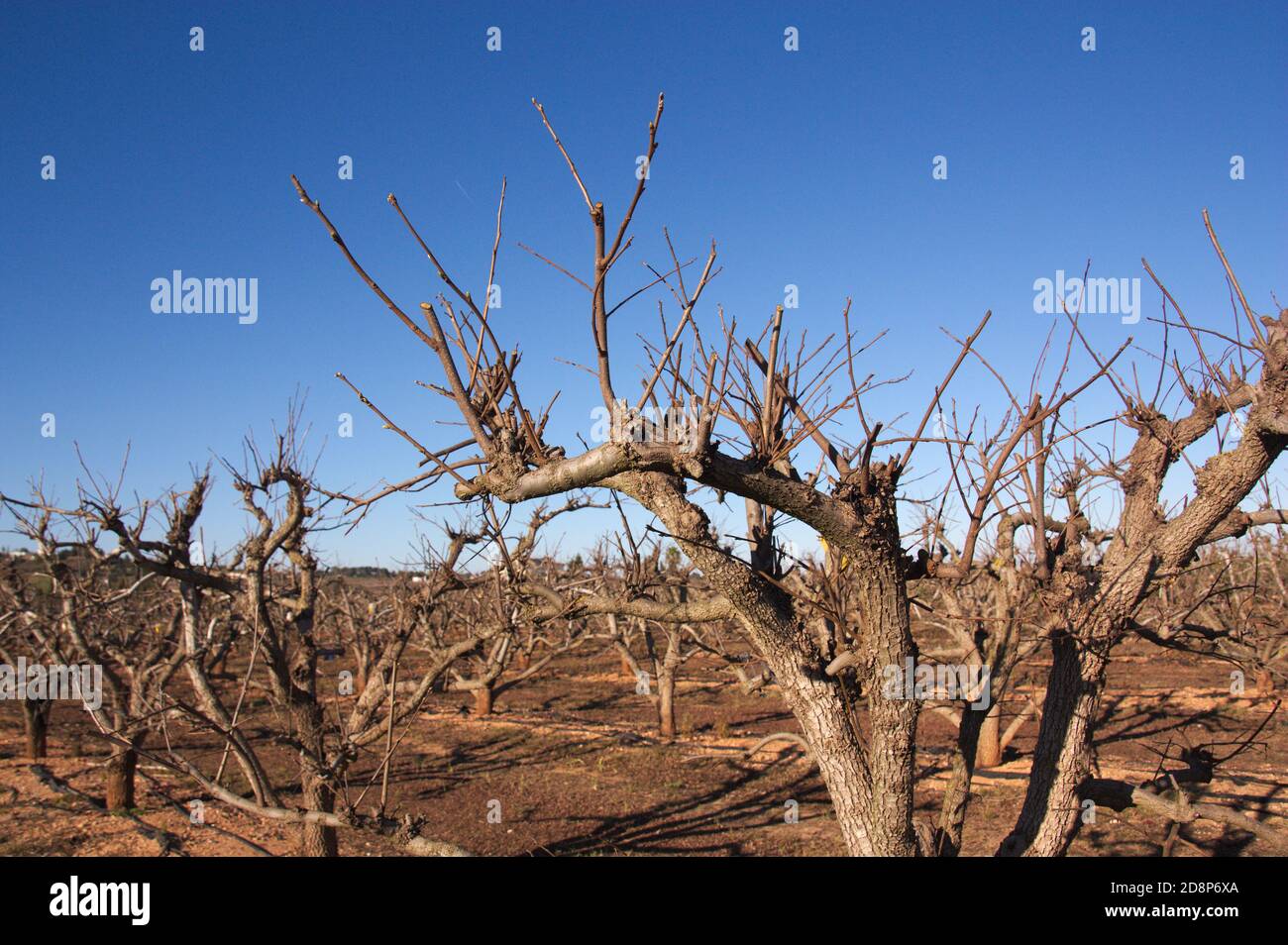 Imagen de un campo con árboles de caqui sin hojas que tiene se poda durante  el invierno Fotografía de stock - Alamy