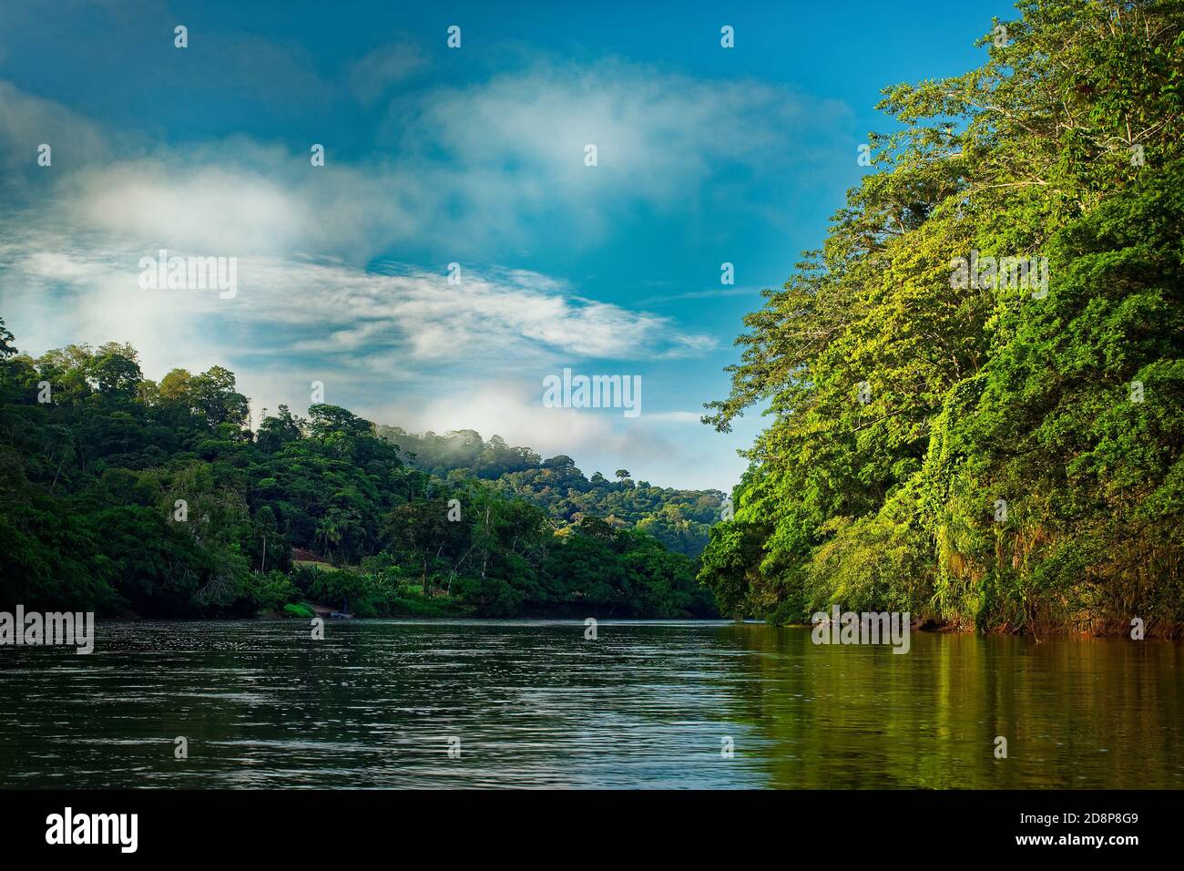 Costa Rica paisaje de Boca Tapada, Rio San Carlos. Riverside con prados y vacas, bosque nublado tropical en el fondo. Vista desde el barco. Foto de stock