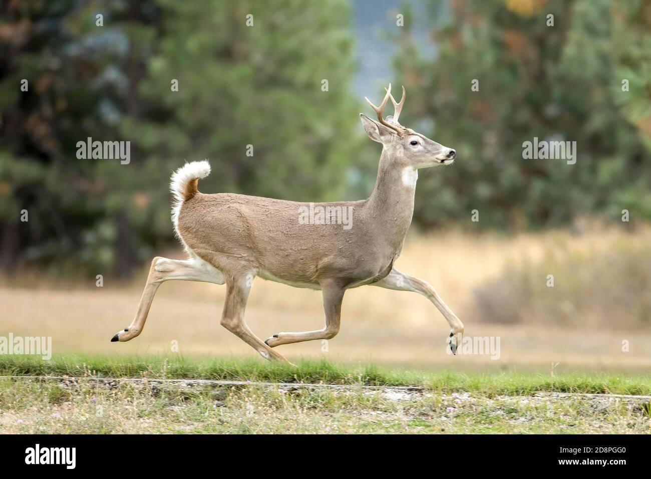 Un buck blanco de la cola corre en la hierba en un parque en el norte de Idaho Foto de stock