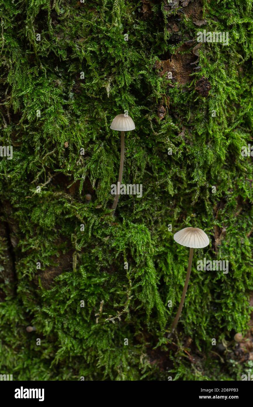 Un par de jóvenes hongos de la bonete sangrantes o Mycena sanguinolenta creciendo en un dique de musgo. Foto de stock