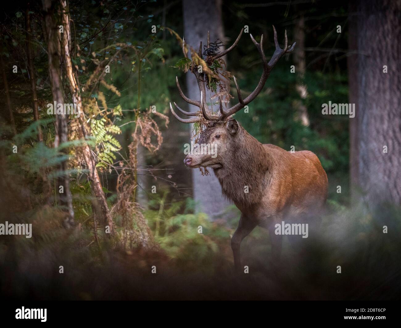 ciervo rojo ciervo durante la temporada de ruting Foto de stock