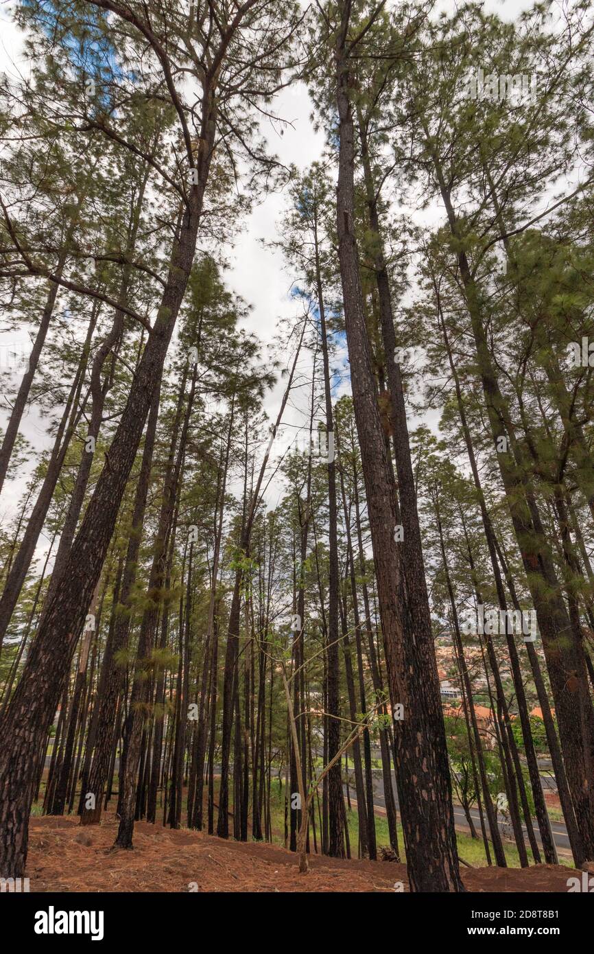 Pequeño parque famoso de Ribeirao Preto llamado Pico da Unaerp. Imagen del concepto de bicicleta y vida saludable. Foto de stock