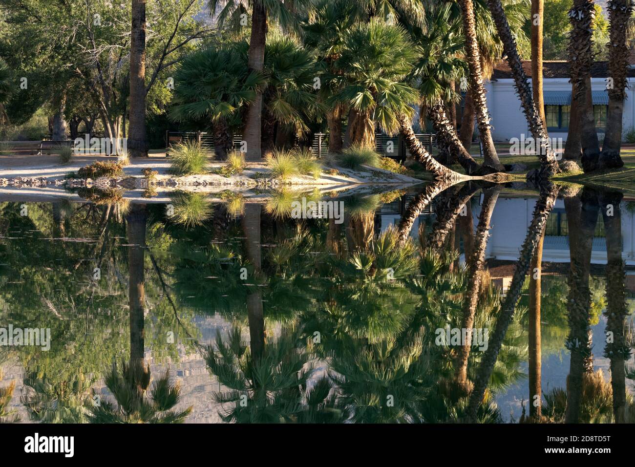 El Parque Regional agua caliente en el Condado de Pima, Arizona, es un oasis en el desierto de Sonora visto con reflexiones tempranas en la mañana en su estanque principal. Foto de stock