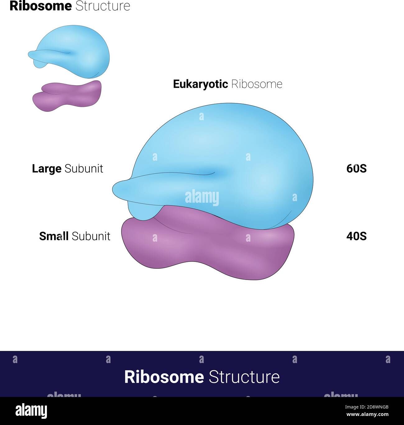 Humano o eucariota 80 ribosoma estructura microscópica con menor y. subunidad más grande implicada en la síntesis de proteínas en color azul Ilustración del Vector