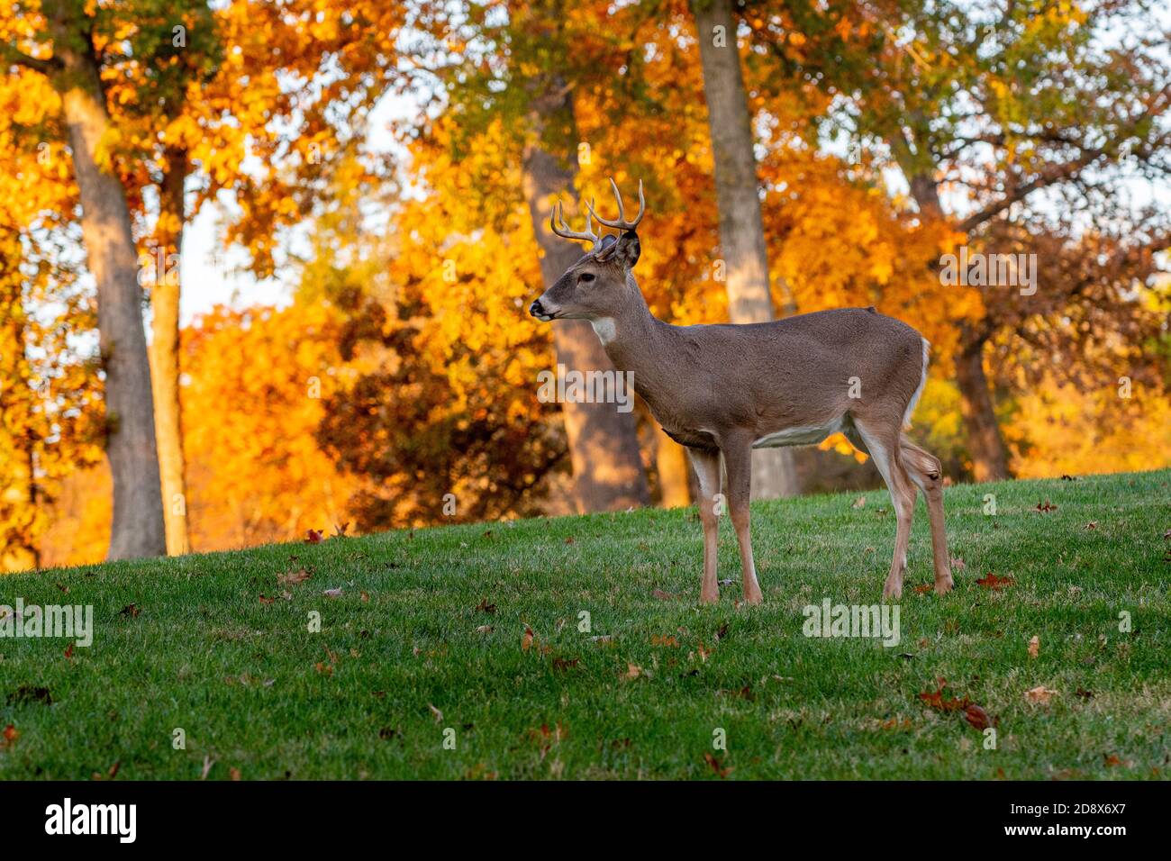 Ciervo en la pradera con colores de otoño en el fondo Foto de stock