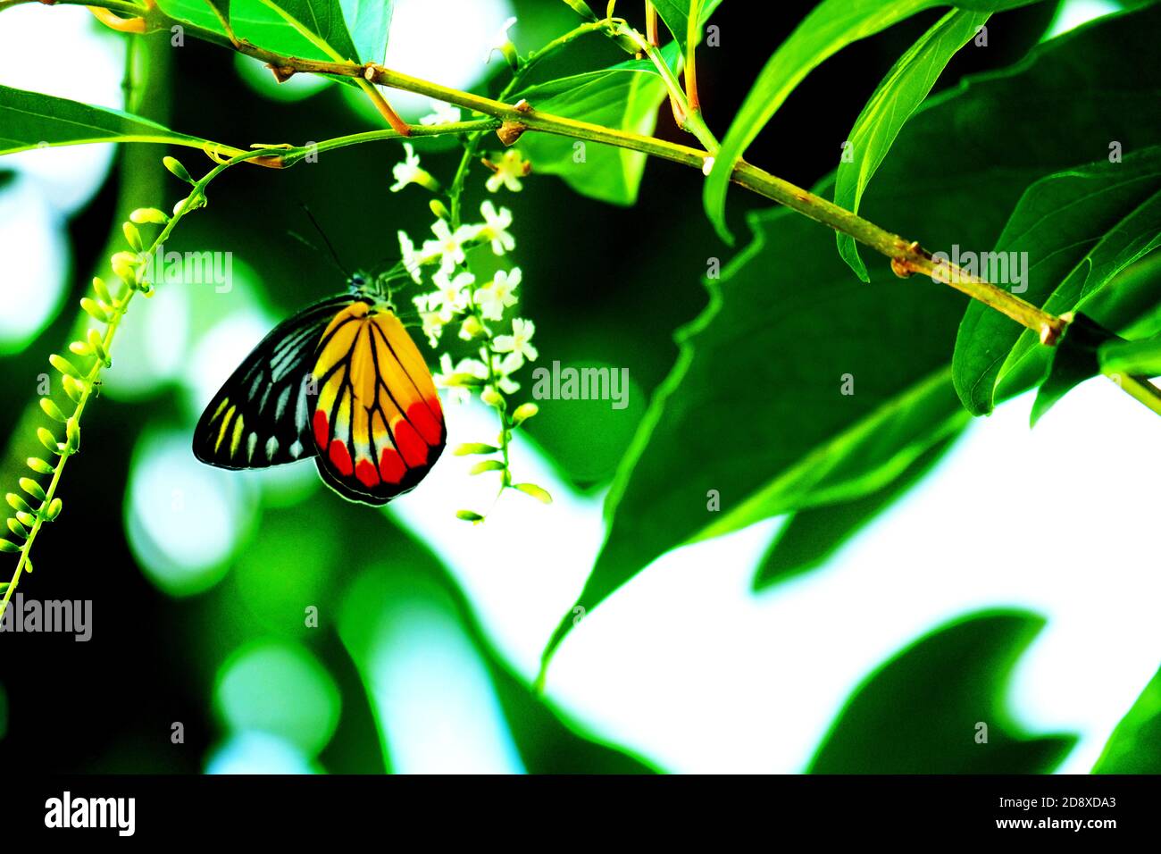 Hermosa mariposa es chupar néctar de pequeñas flores blancas Foto de stock