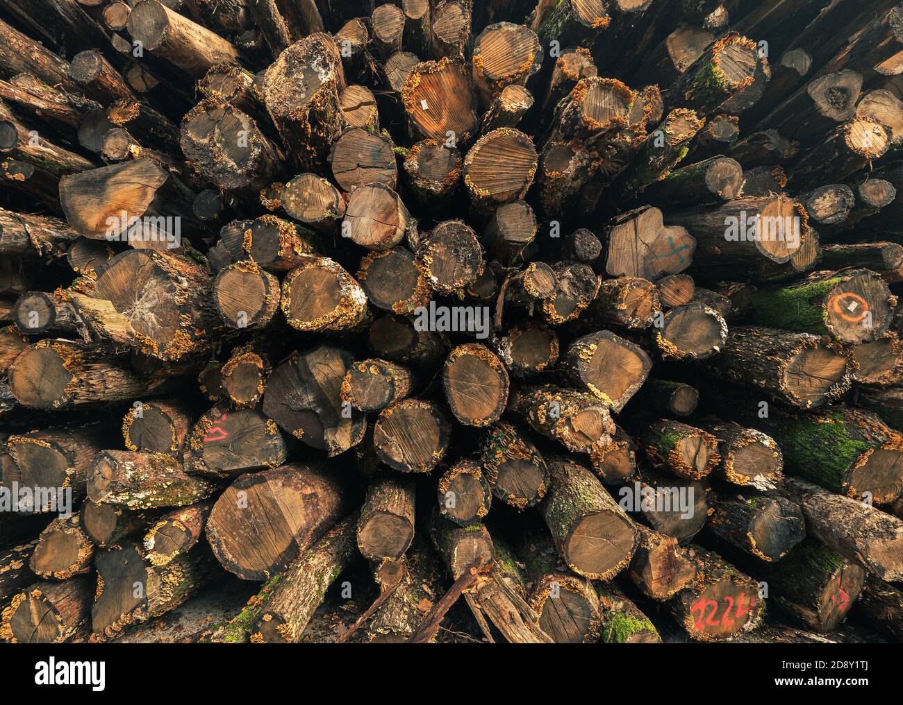 Troncos de madera talada y árboles apilaron una pila en un patio de madera de reserva forestal. Foto de stock