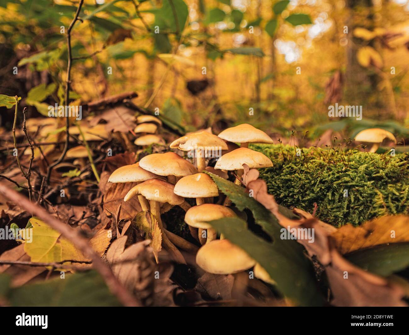 Seta en un cono de pino fotografías e imágenes de alta resolución - Alamy