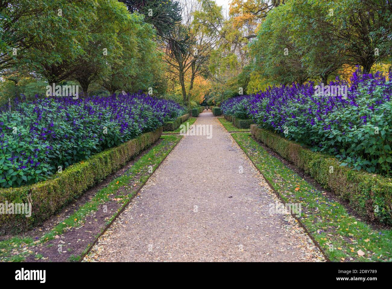 Salvias azules en los bordes de las flores a cada lado de un largo, recto, camino del jardín. Chiswick House Gardens, Londres, Inglaterra, Reino Unido Foto de stock
