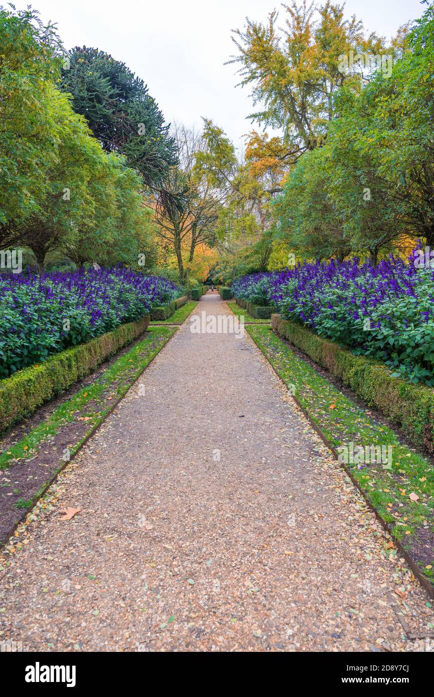 Salvias azules en los bordes de las flores a cada lado de un largo, recto, camino del jardín. Chiswick House Gardens, Londres, Inglaterra, Reino Unido Foto de stock