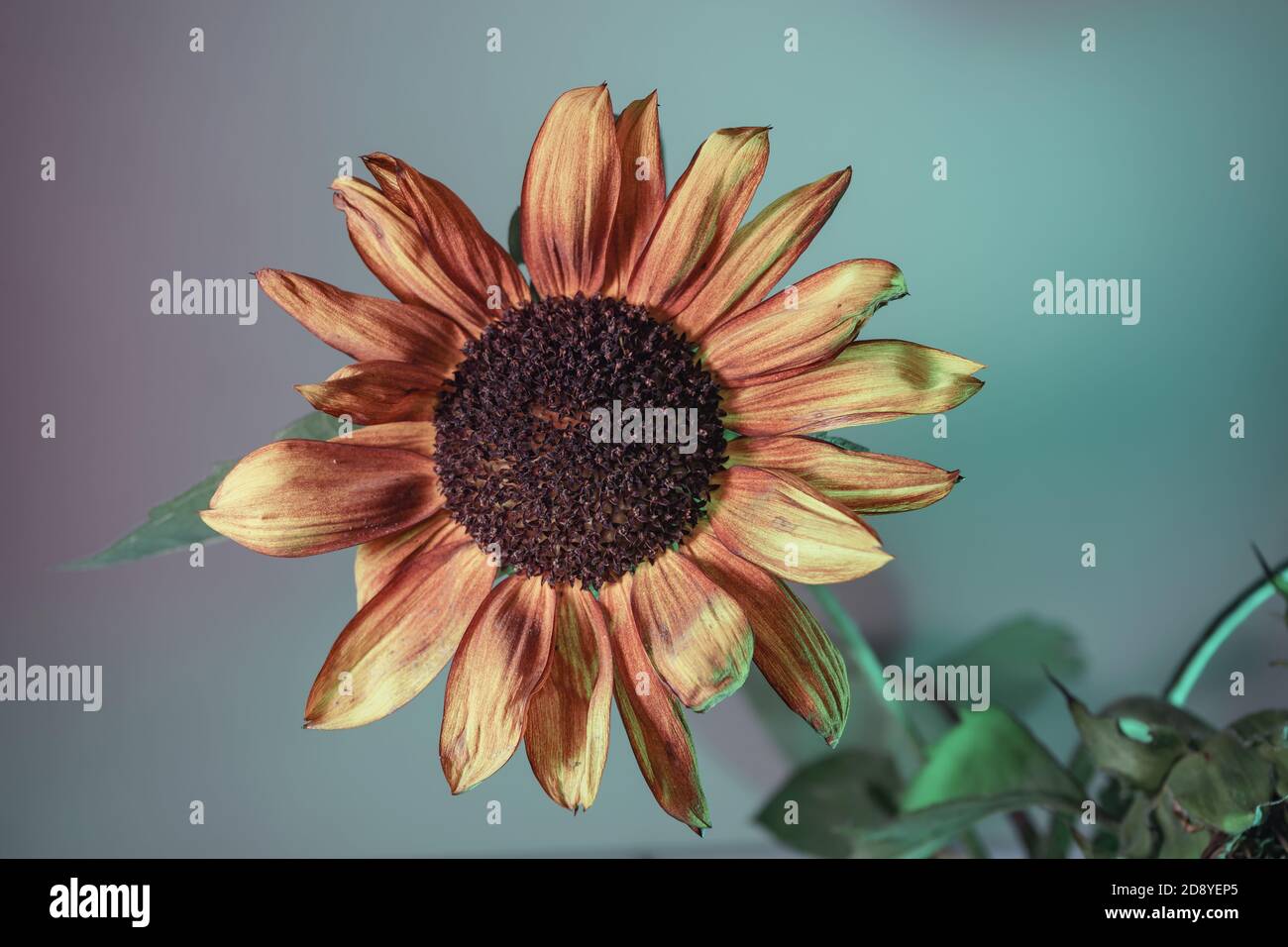 Resumen girasol planta color luz. Planta hermosa mínima en luz de neón.  Concepto de estilo retro minimalista. Patrón de fondo para el diseño  Fotografía de stock - Alamy