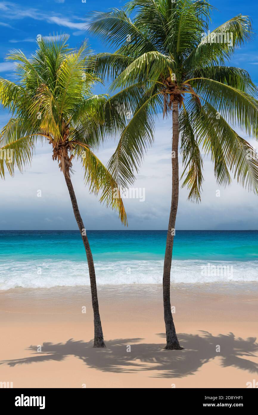 Playa tropical soleada con cocoteros y el mar turquesa en la isla del Caribe. Foto de stock