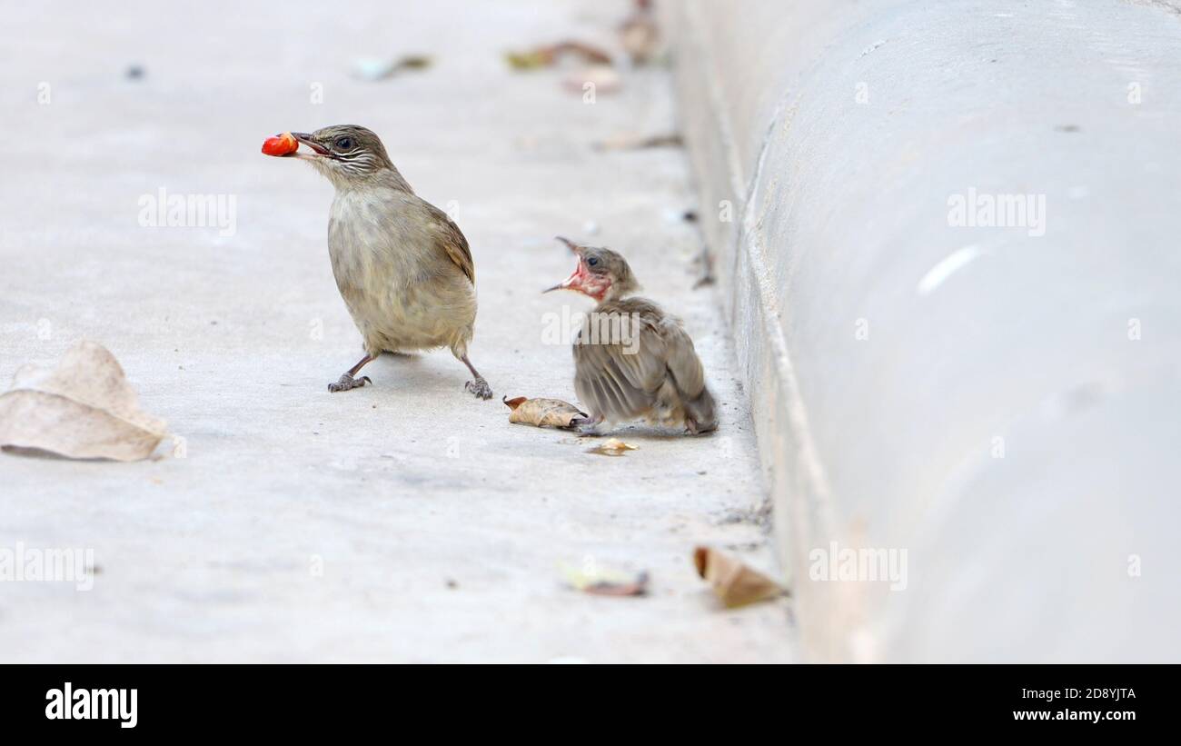 Los padres alimentan a un pequeño pájaro ciego en la calle. Cuidado con un pájaro recién nacido que cayó de un nido en un árbol. Foto de stock
