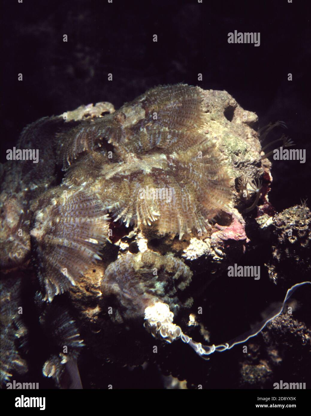 Reacción defensiva en el coral hongo Discosoma sp. (Corallimorpharia): Expulsión de filamentos mesentéricos tóxicos Foto de stock