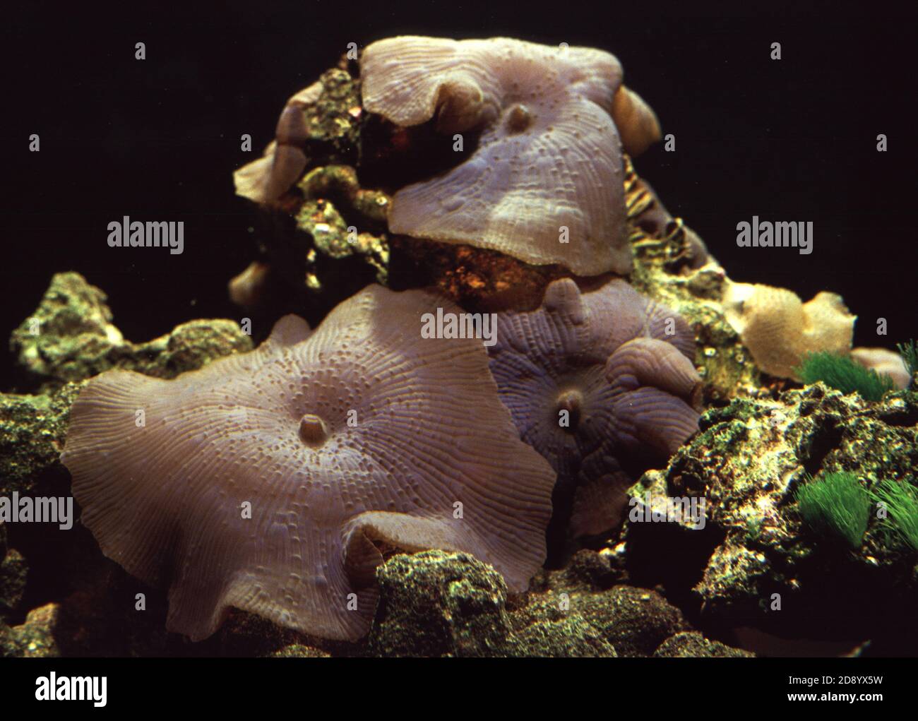 Discosoma es un género de cnidarios del orden Corallimorpharia. Los nombres comunes incluyen la anémona de hongo, la anémona de disco y la seta de oreja de elefante Foto de stock
