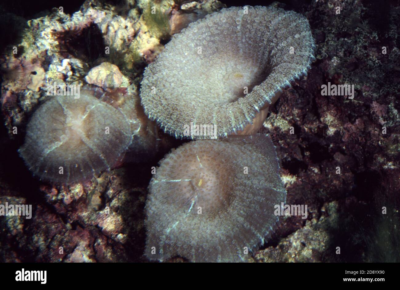 Discosoma es un género de cnidarios del orden Corallimorpharia. Los nombres comunes incluyen la anémona de hongo, la anémona de disco y la seta de oreja de elefante Foto de stock