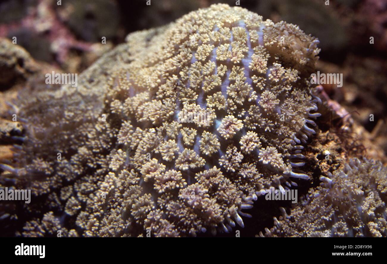 Orejas de elefante setas de coral, Rhodactis sp. Foto de stock