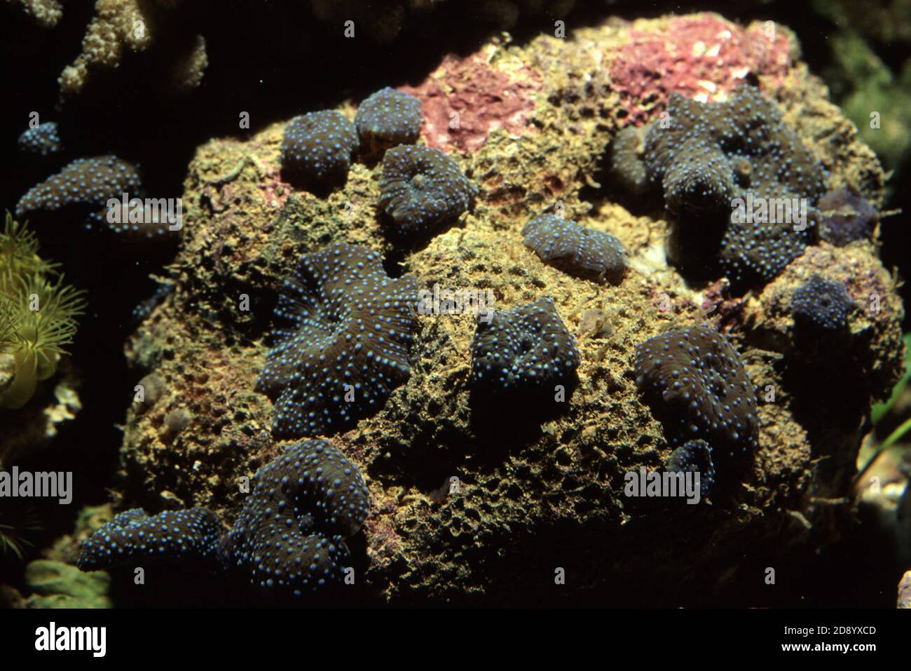 Discosoma es un género de cnidarios del orden Corallimorpharia. Los nombres comunes incluyen la anémona de hongo, la anémona de disco y la seta de oreja de elefante Foto de stock