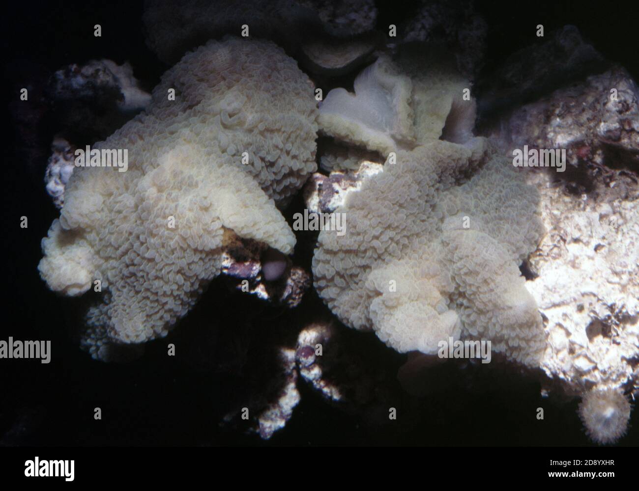 Discosoma es un género de cnidarios del orden Corallimorpharia. Los nombres comunes incluyen la anémona de hongo, la anémona de disco y la seta de oreja de elefante Foto de stock