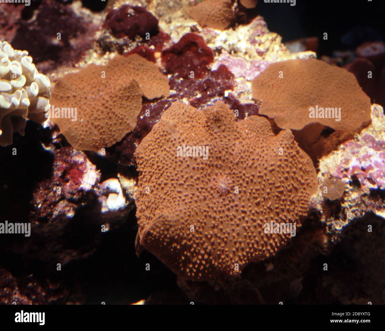 Discosoma es un género de cnidarios del orden Corallimorpharia. Los nombres comunes incluyen la anémona de hongo, la anémona de disco y la seta de oreja de elefante Foto de stock