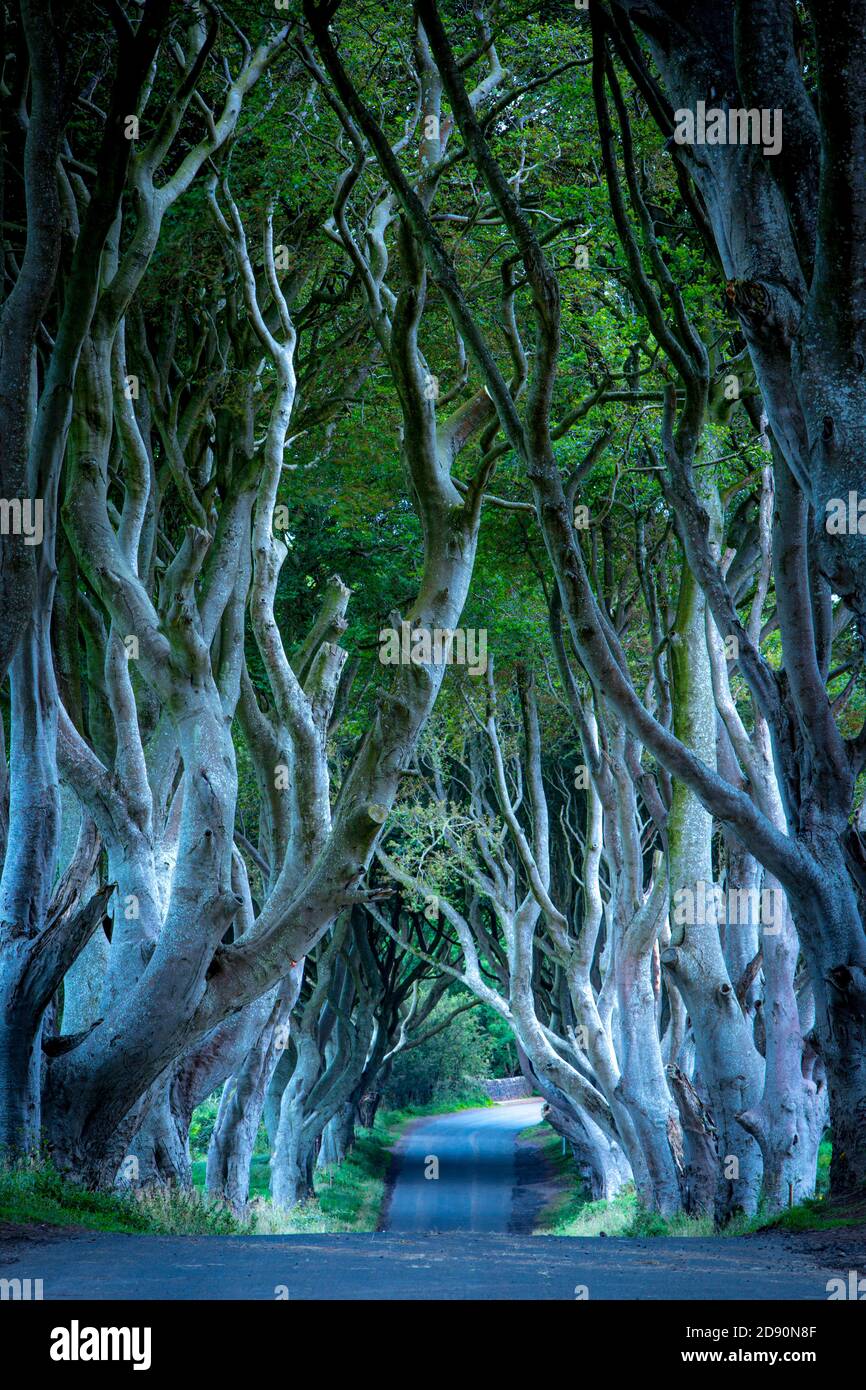 Vista a la luz de la luna a través de la carretera bordeada de árboles de haya del siglo XVIII conocida como Dark Hedges cerca de Stanocum, Condado de Antrim, Irlanda del Norte, Reino Unido Foto de stock