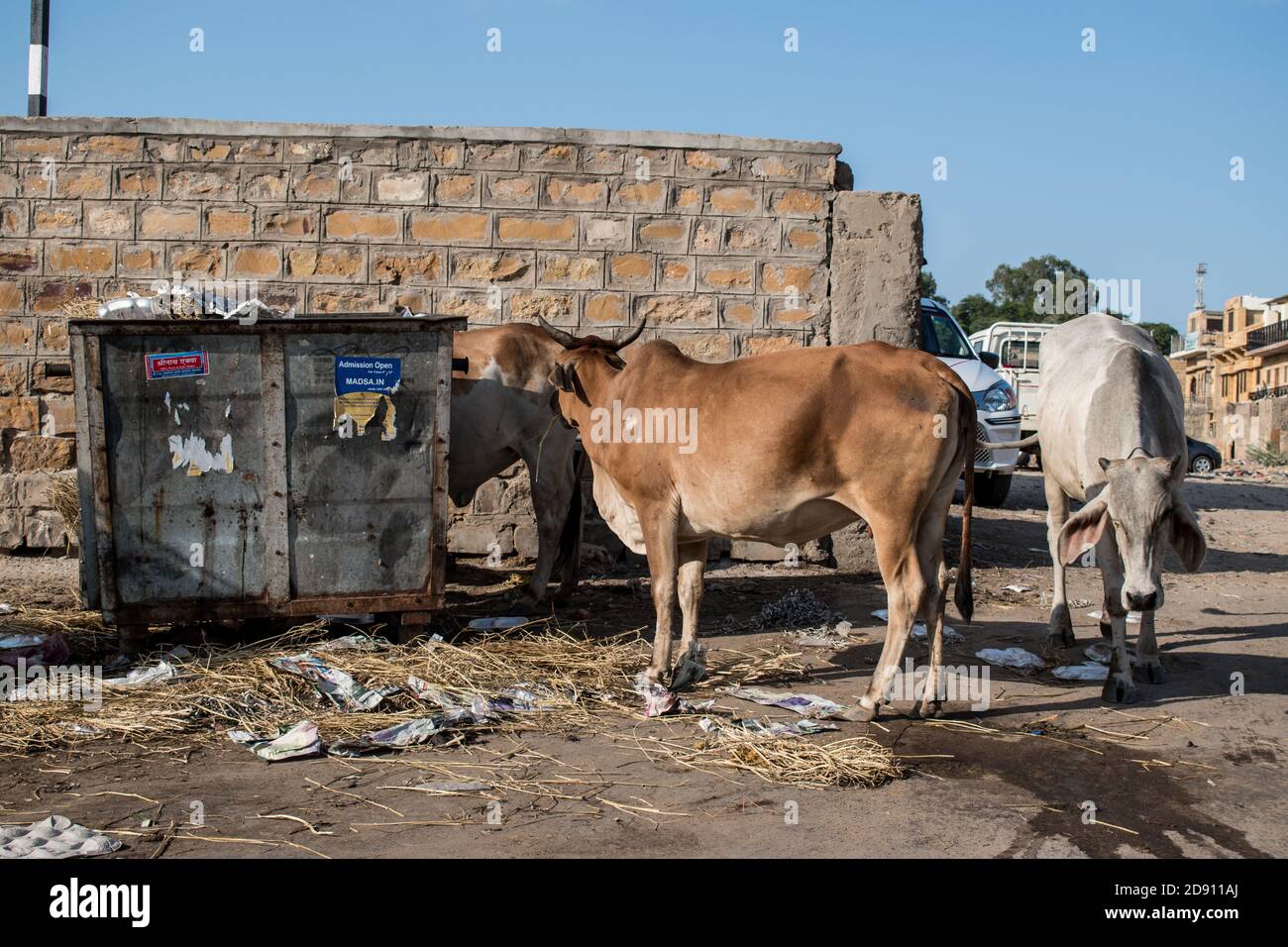 Vacas vagas comiendo basura de un cubo de basura Foto de stock
