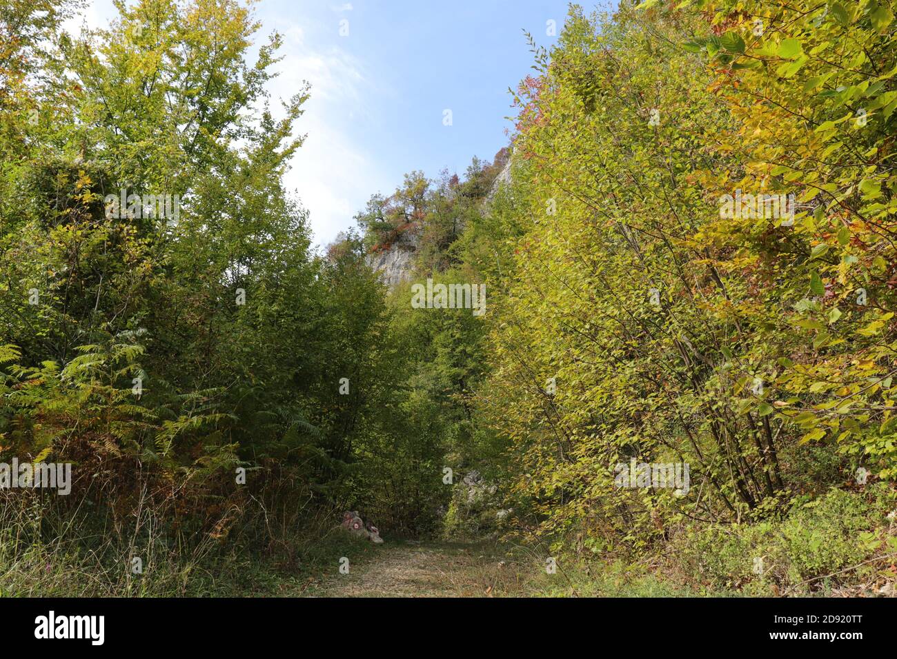 Los árboles a principios de otoño Foto de stock