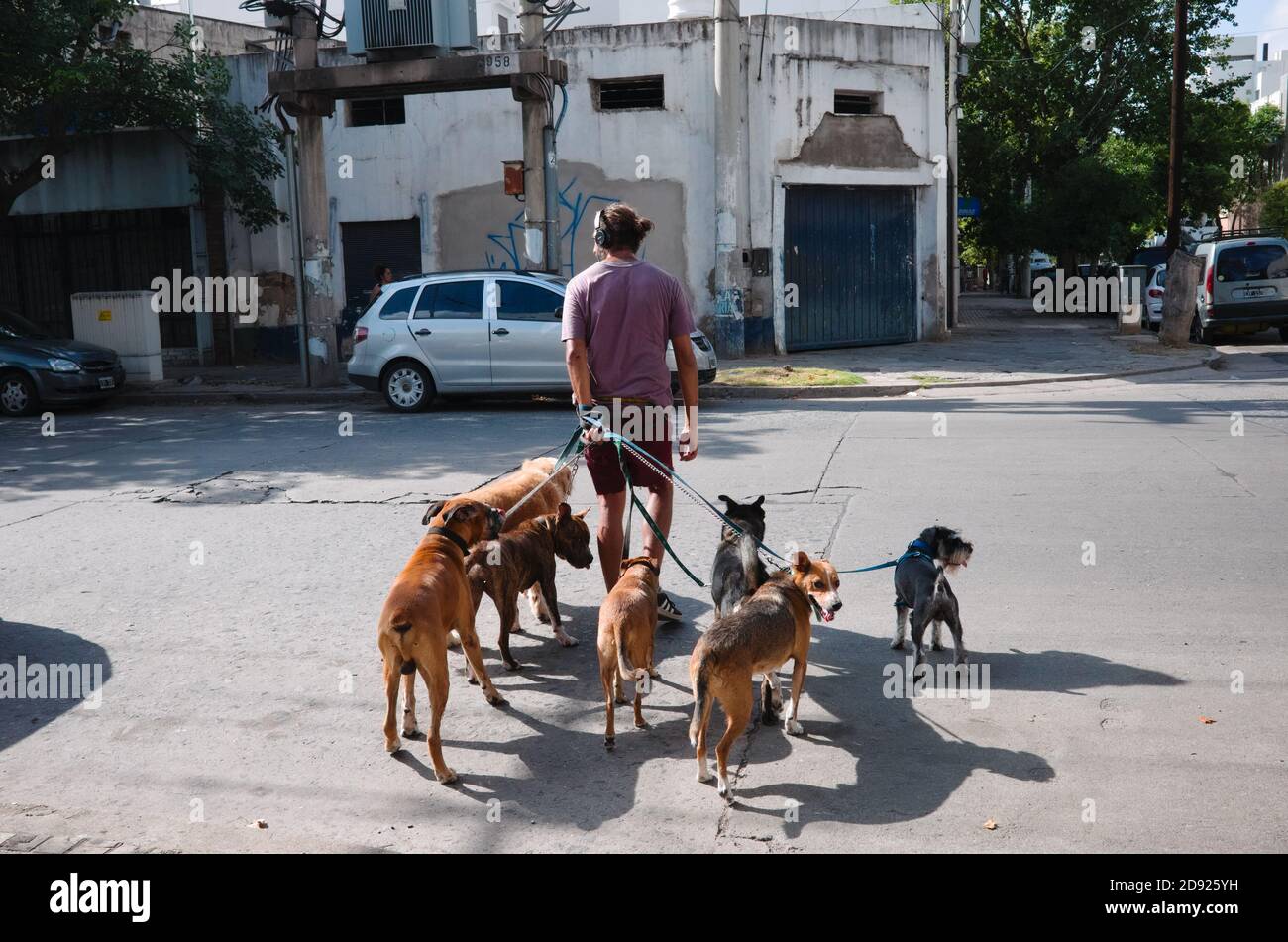 Córdoba, Argentina - Enero de 2020: Caminante profesional o cuidador de  mascotas cruzando una calle con perros. Hombre caminando con un montón de  perros y escuchando Fotografía de stock - Alamy