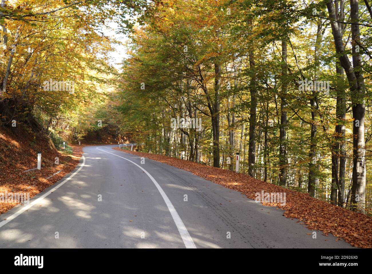 Camino asfaltado a través del bosque de haya otoñal, paisaje natural Foto de stock