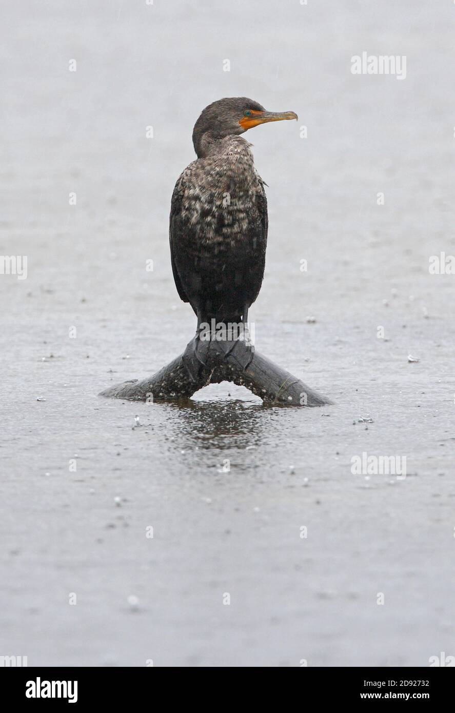 Cormorant de doble cresta (Phalacrocorax auritus) inmaduro de pie en el tronco sumergido en la lluvia Sanibel Island, Florida Febrero Foto de stock