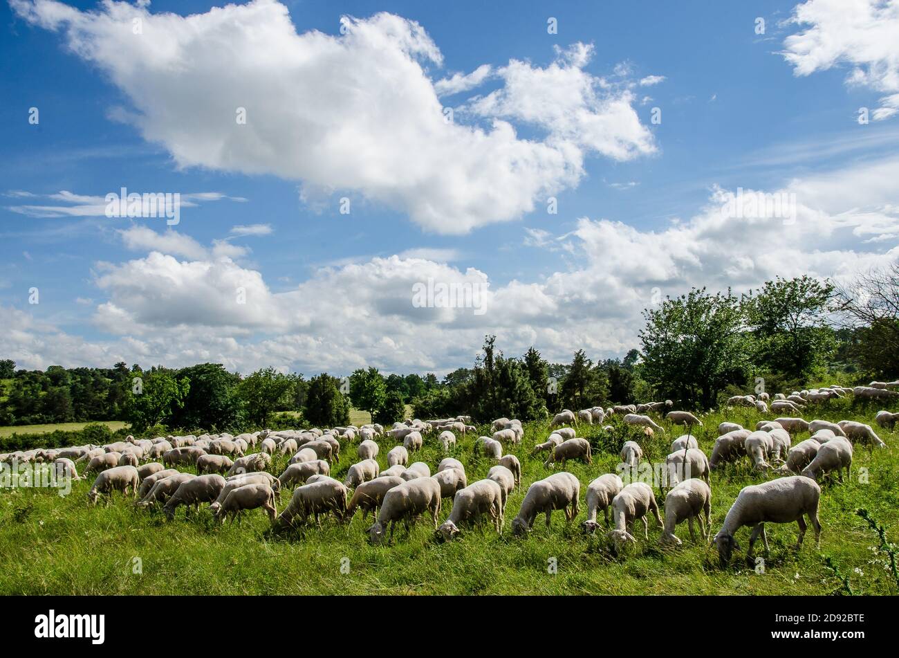 Un rebaño de ovejas pastando Foto de stock