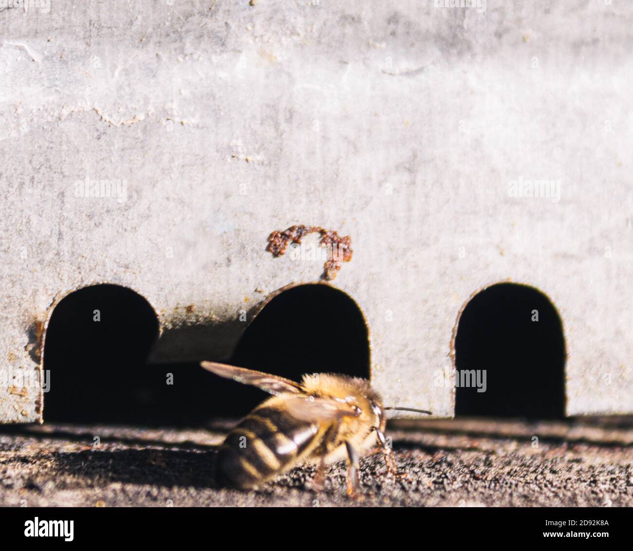 enfoque selectivo de una abeja que llega al apiario un día soleado Foto de stock