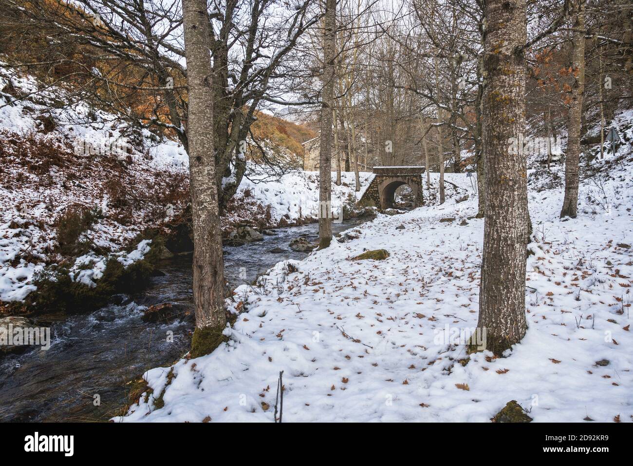 Río con un puente nevado rodeado de árboles Foto de stock