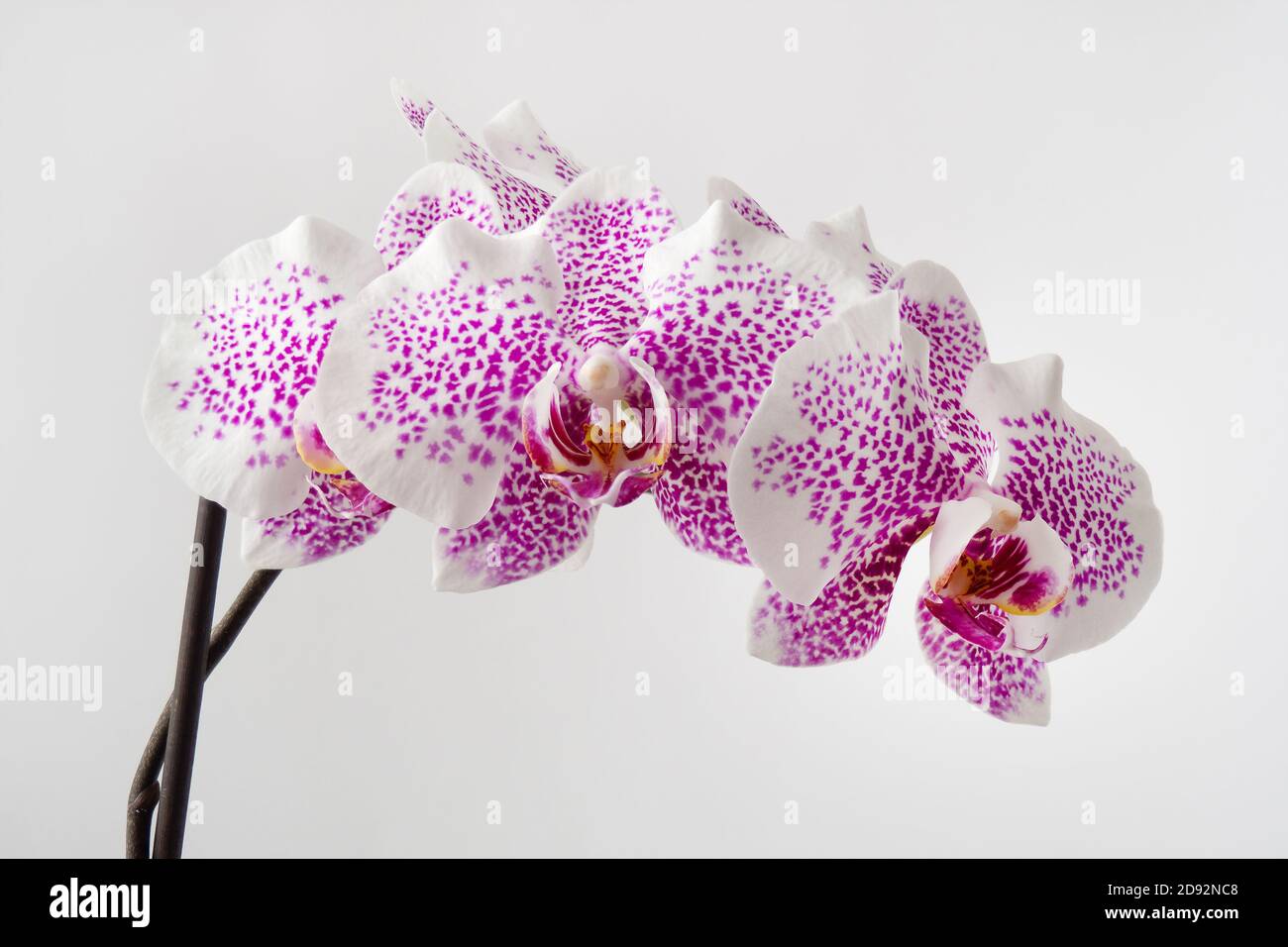 Rama de la orquídea blanca, Orchidaceae con manchas violetas sobre fondo  blanco Fotografía de stock - Alamy