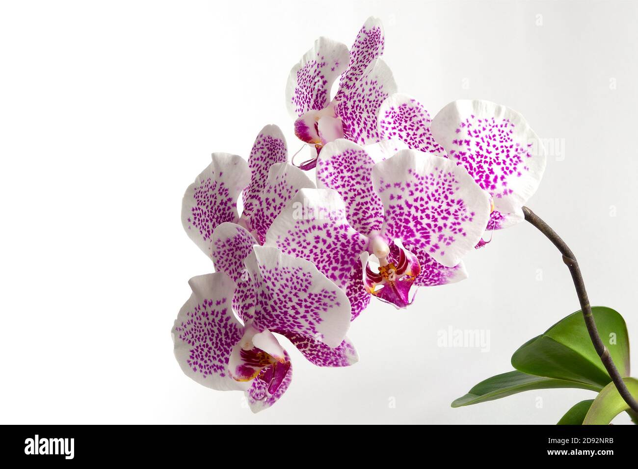 Details 48 orquidea blanca con manchas moradas Abzlocal.mx