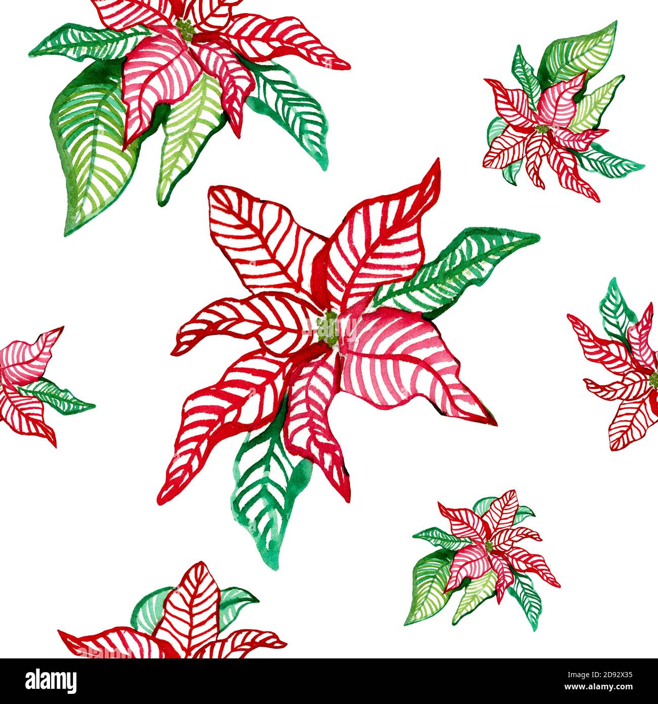 Nochebuena flor ilustraciã³n Imágenes recortadas de stock - Alamy