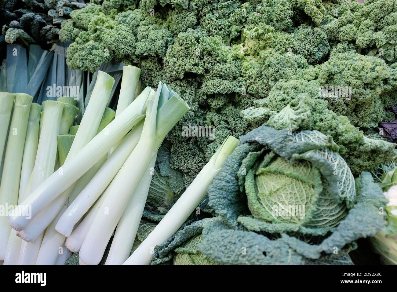 Cabbage family fotografías e imágenes de alta resolución Alamy