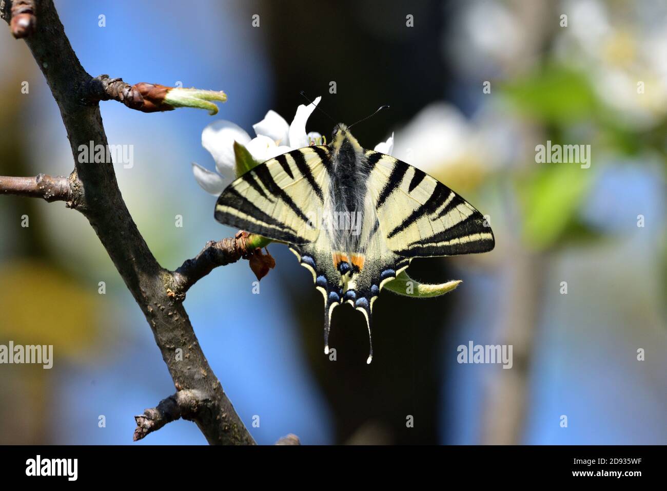Espécimen aislado de escaso swallowtail, (Iphiclides podalirius) mientras se chupa néctar de las flores de una planta de pera. Foto de stock
