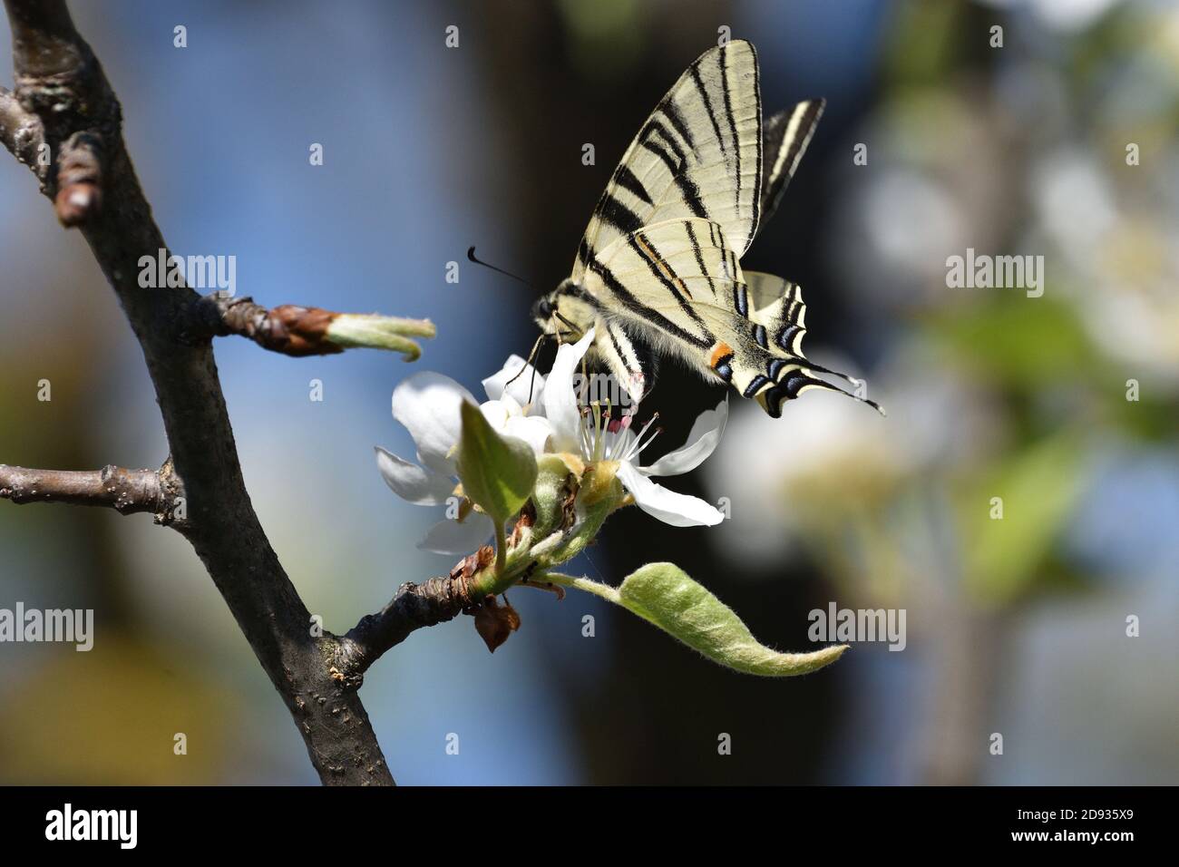 Espécimen aislado de escaso swallowtail, (Iphiclides podalirius) mientras se chupa néctar de las flores de una planta de pera. Foto de stock