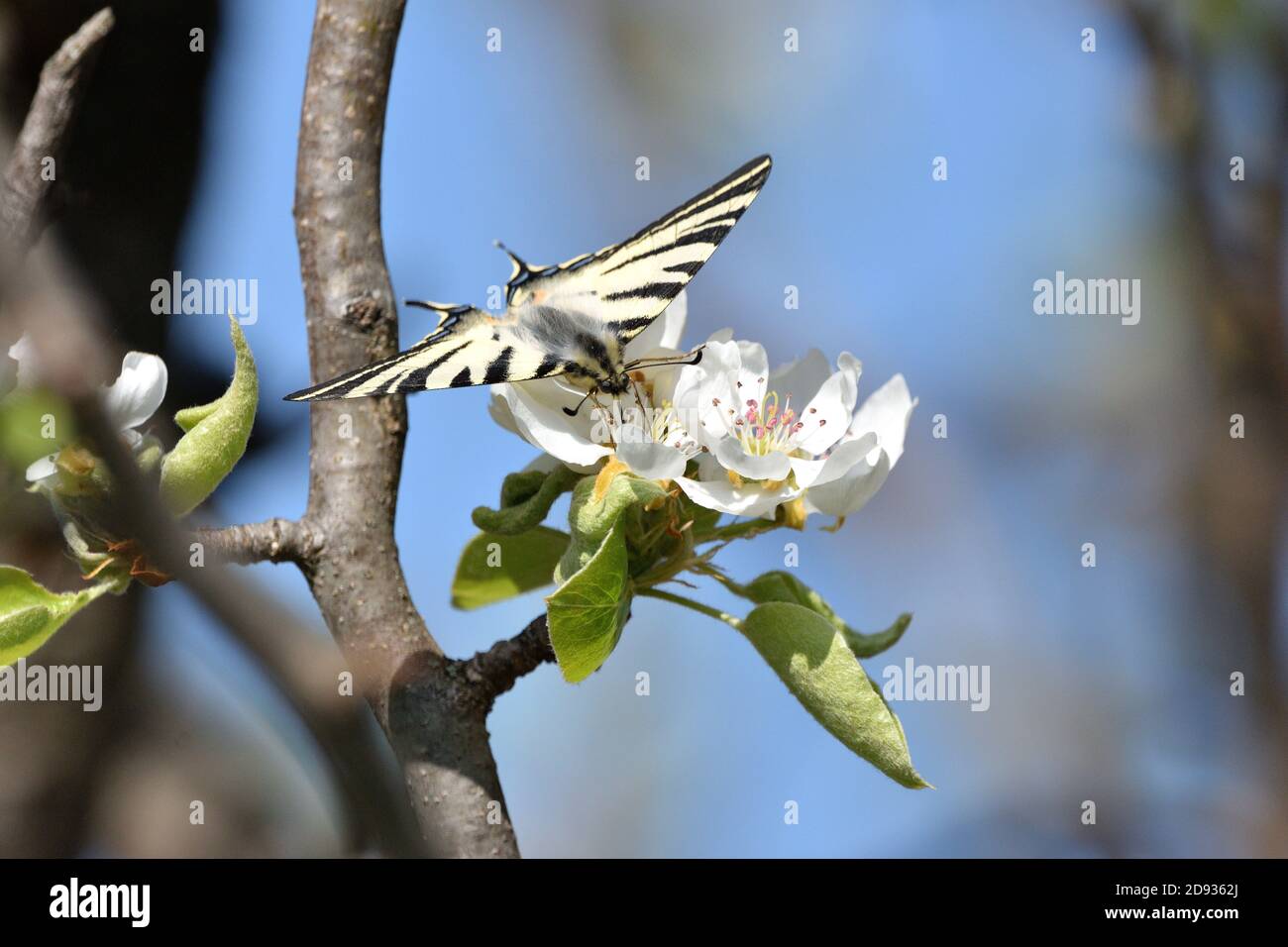 Espécimen aislado de escaso swallowtail, (Iphiclides podalirius) mientras se chupa néctar de las flores de una planta de pera. Foto de stock